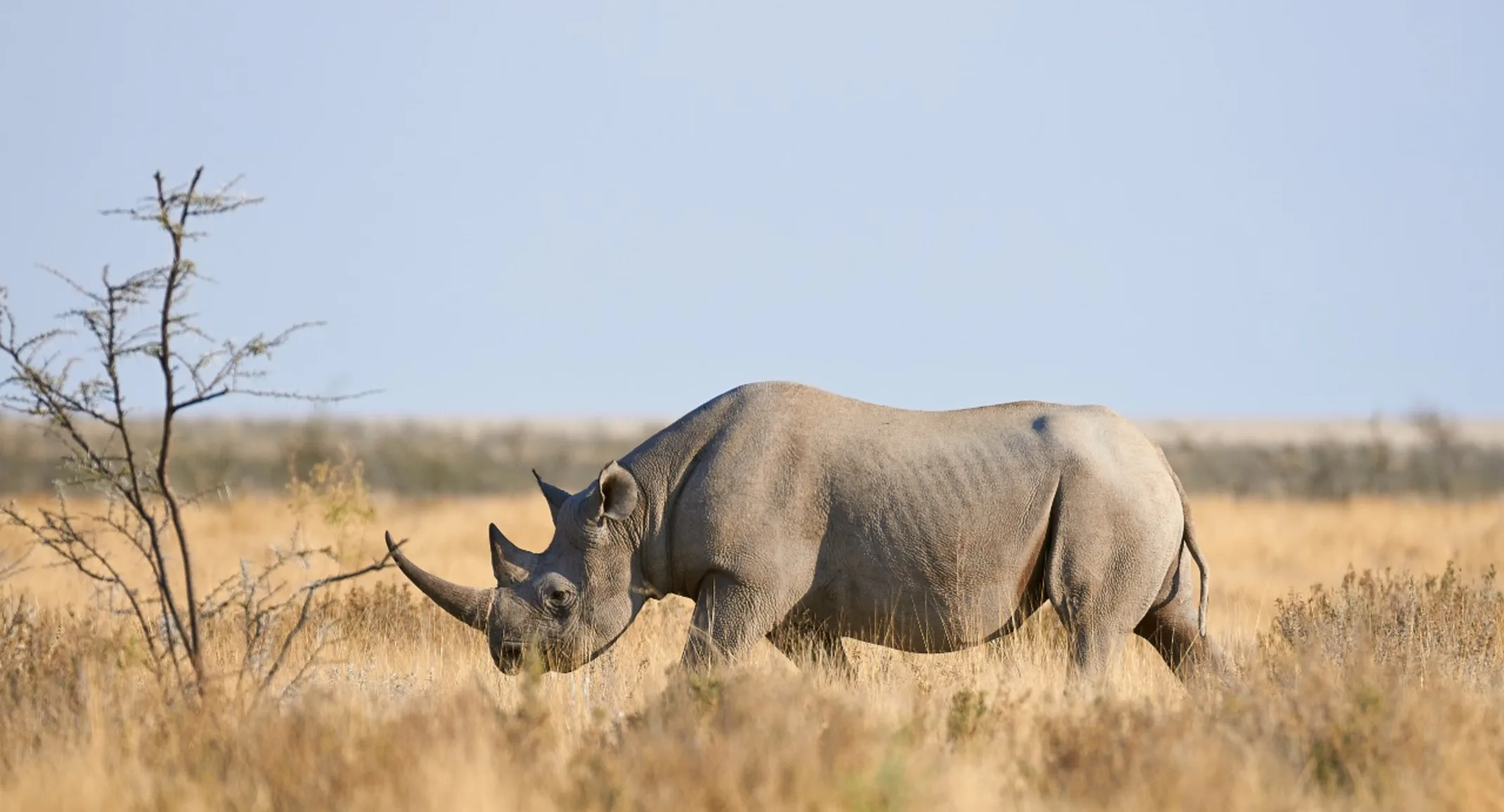Rhino in its natural habitat.